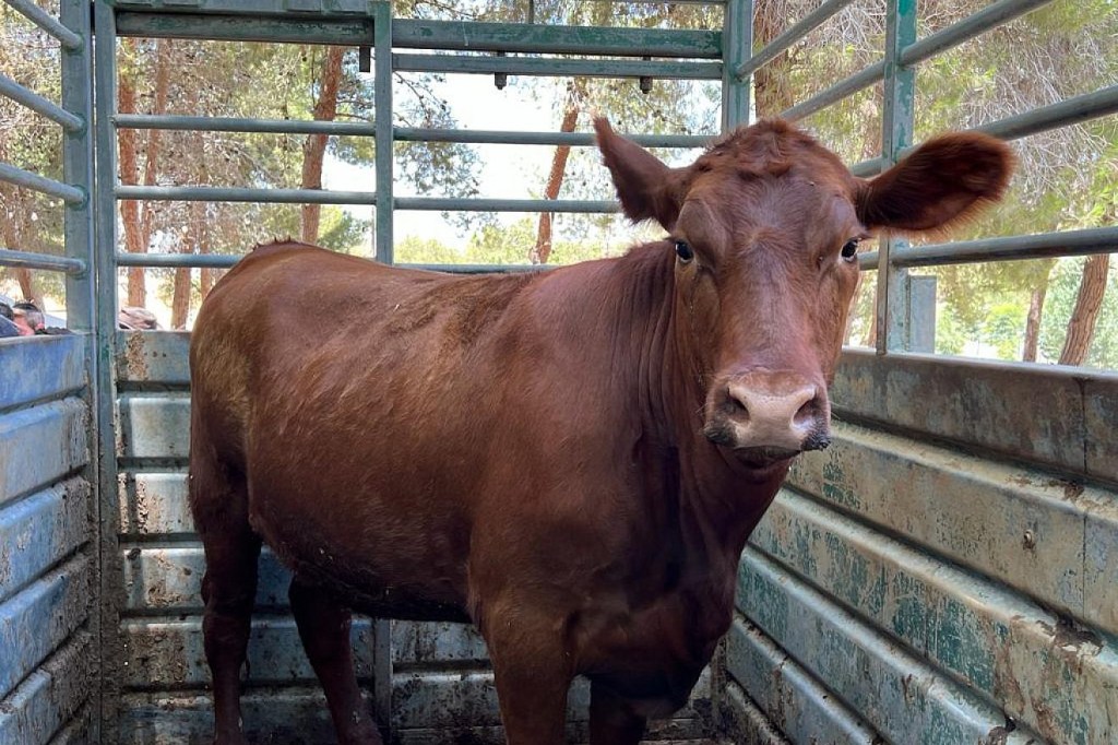 Hebrew Media Claims Christians Brought  Red Heifer to Israel to Establish&nbsp;Antichrist