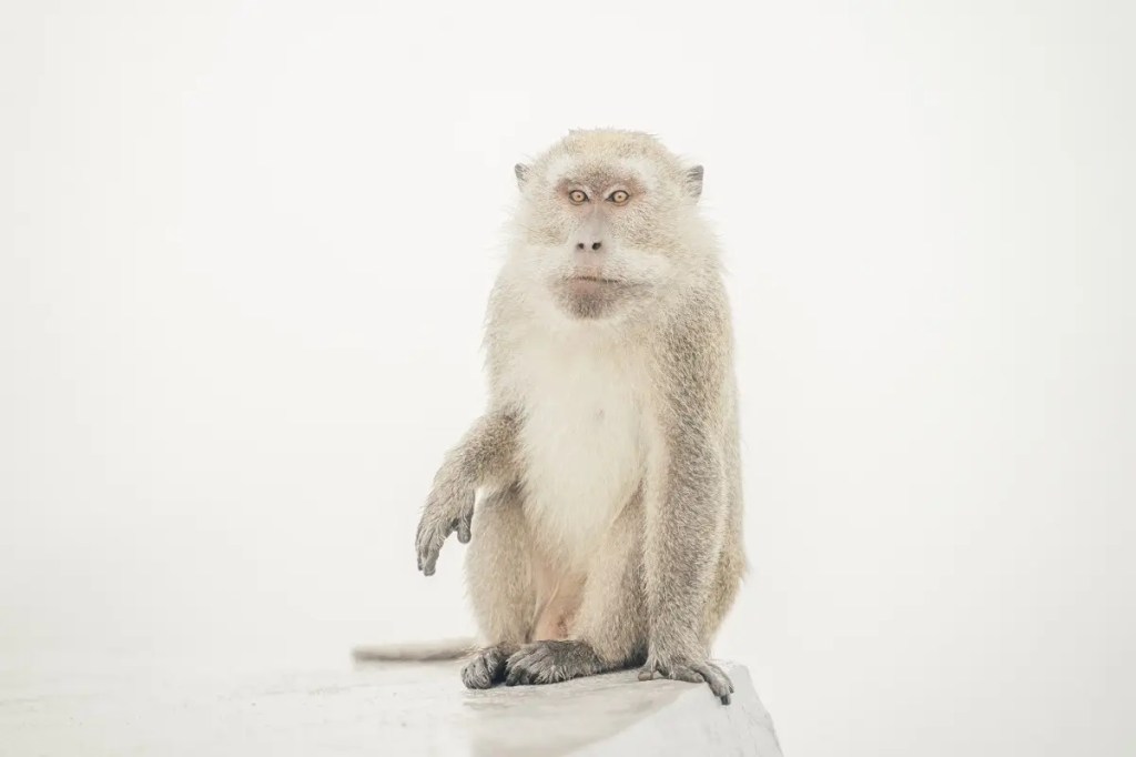 Report: Autopsy Found That Neuralink Implant “Ruptured” Monkey’s&nbsp;Brain