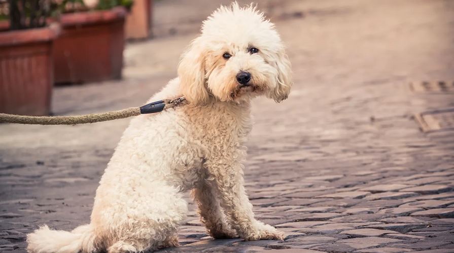 Experts recommend isolating dogs amid fatal respiratory ‘mystery&nbsp;illness’