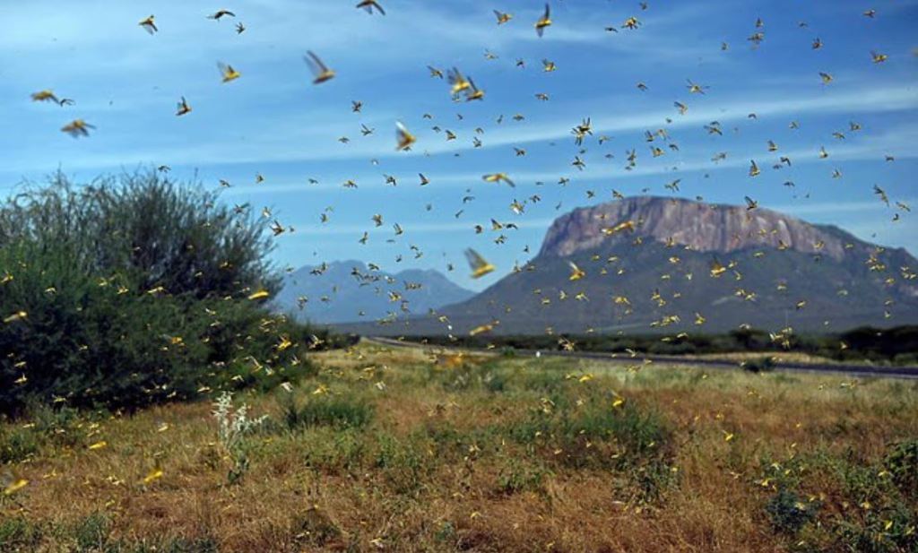 Ominous warning for humanity as insects mysteriously ‘fall&nbsp;silent’