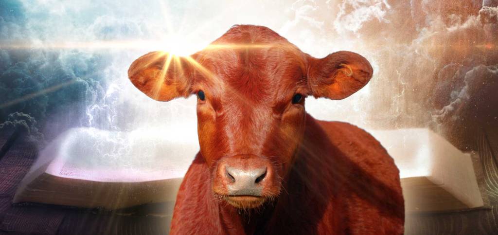 Red Heifer Ashes Used in Purification Ritual, Claims&nbsp;Activist