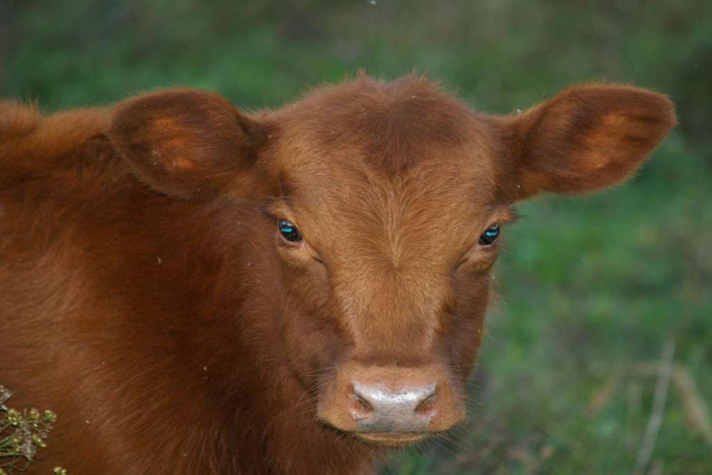 Second Red Heifer Born in Israel as Temple Preparations&nbsp;Continue